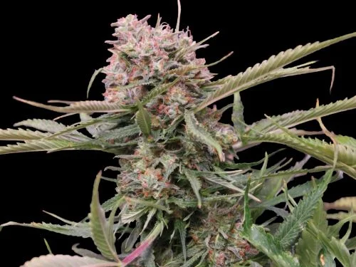 Gigabud van G13 Labs