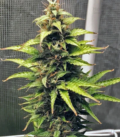 NL van G13 Labs