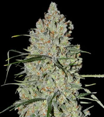 Pineapple Express #2 van G13 Labs