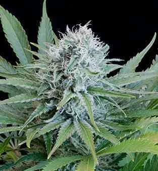 Peach Puree CBD van G13 Labs