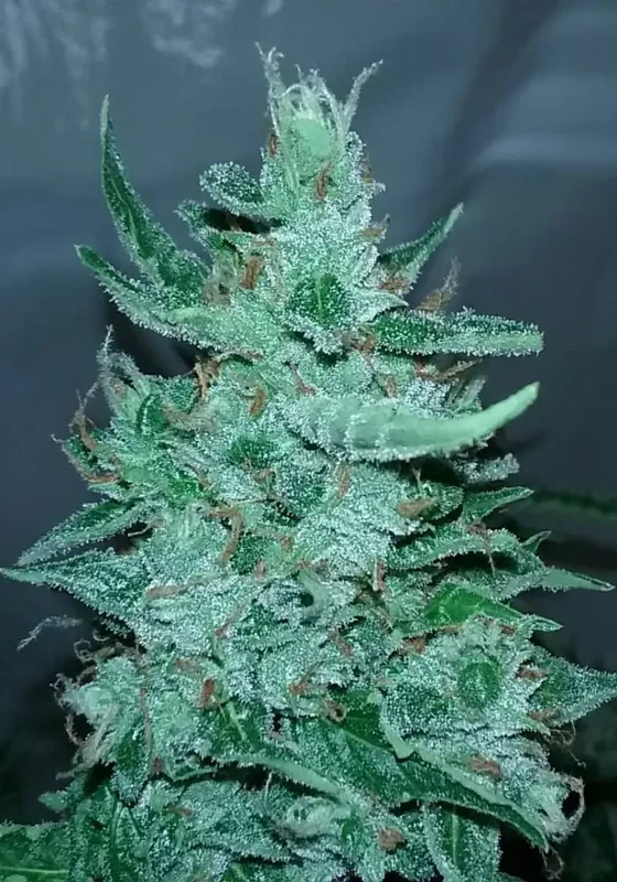 Dosi van G13 Labs