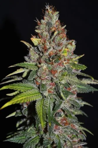 Tropical Punch van G13 Labs