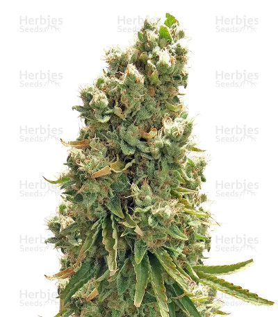 Northern Lights x Skunk van G13 Labs