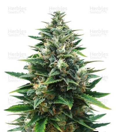 Raw Diesel van G13 Labs