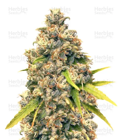 Pineapple Express #2 van G13 Labs