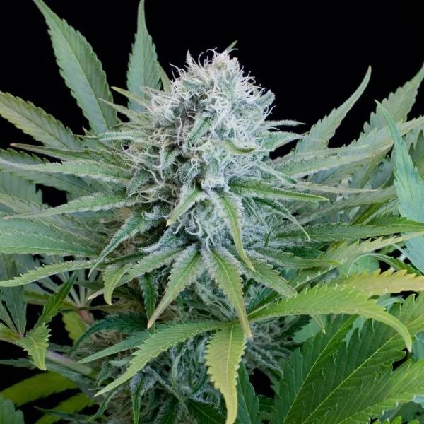 Peach Puree CBD van G13 Labs