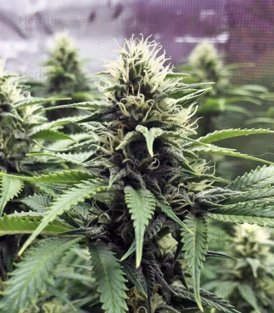 Chocolate Heaven van G13 Labs