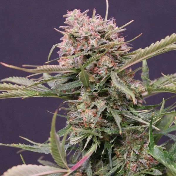 Gigabud van G13 Labs