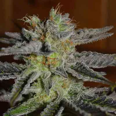 Double Black van G13 Labs