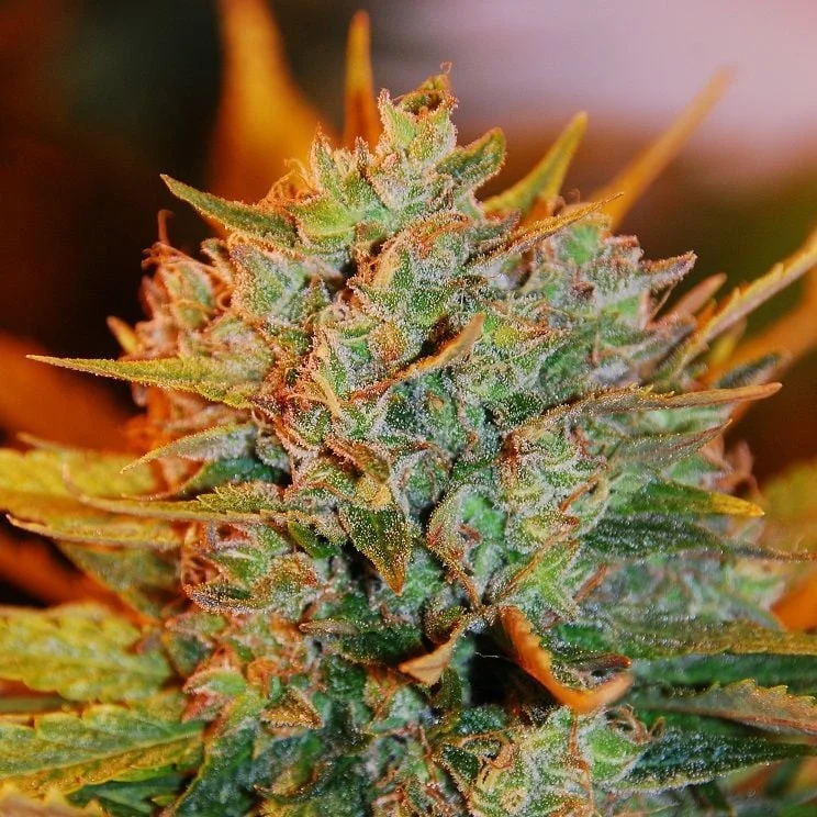 Gigabud van G13 Labs