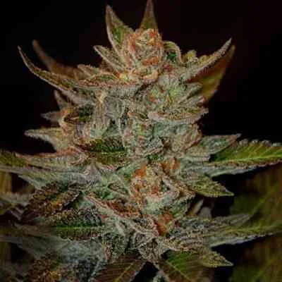 Blue OG van G13 Labs