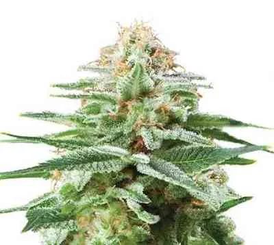 White Widow van G13 Labs