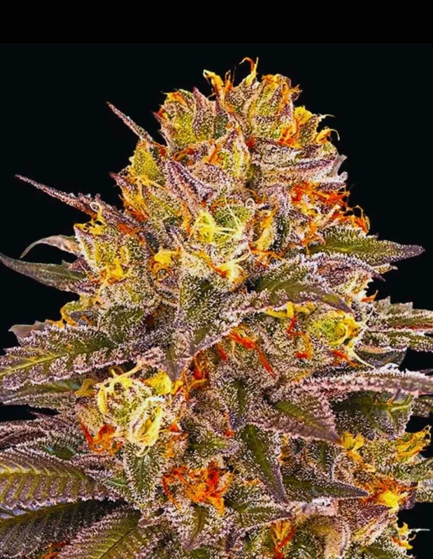 Six Senses van G13 Labs