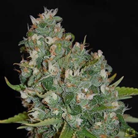 OG13 van G13 Labs