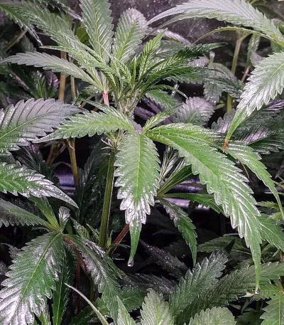 Blue Cindy van G13 Labs