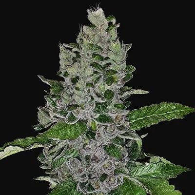 Frozen Afghan Mintz van G13 Labs