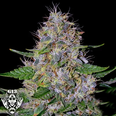 Apple Crumble van G13 Labs