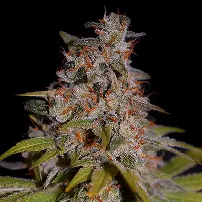 Honey Papaya van G13 Labs