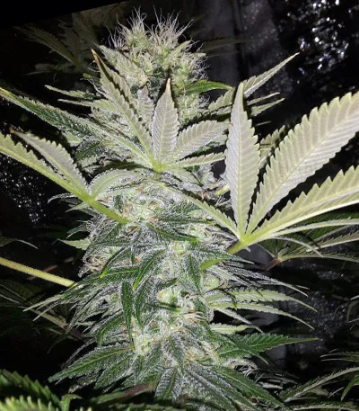 Blue Cindy van G13 Labs