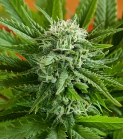 Pineapple Express van G13 Labs