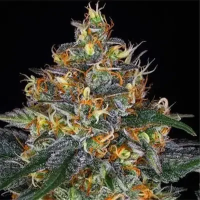 London Cream Cake van G13 Labs