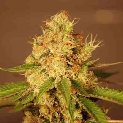 Diesel van G13 Labs