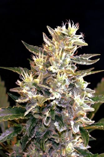 Sunset Vibes van G13 Labs