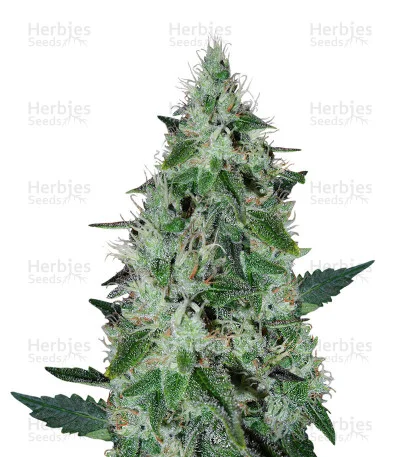 Midnight Kush van G13 Labs