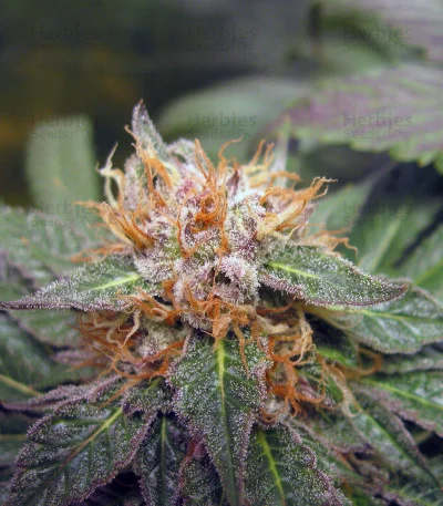 Midnight Kush van G13 Labs