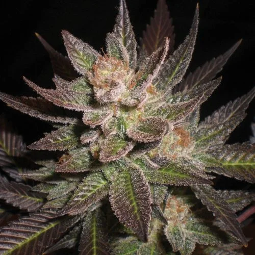 Purple Haze van G13 Labs