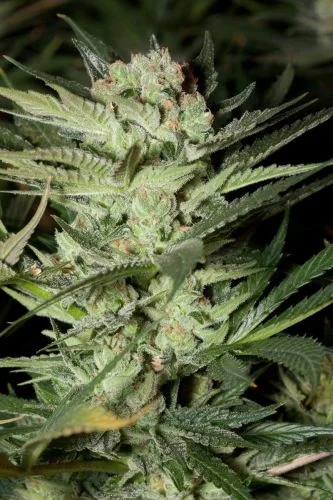 Mozzarella van G13 Labs