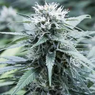 Sweet Amnesia van G13 Labs