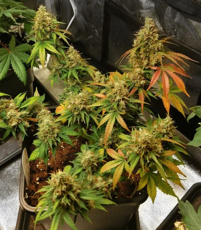 White Lavender van G13 Labs