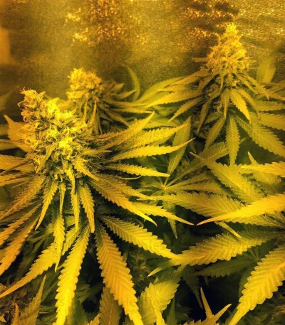 Blue Venom van G13 Labs