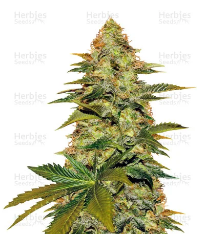 Blue Venom van G13 Labs