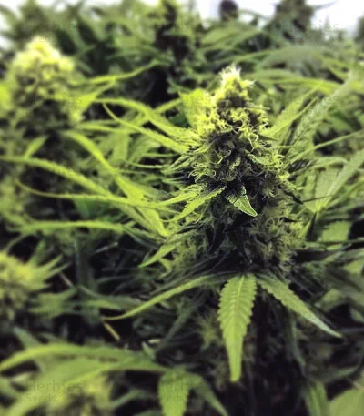 Pineapple Express #2 van G13 Labs