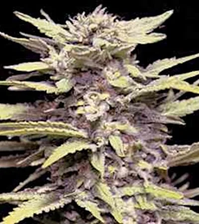Blueberry Gum van G13 Labs