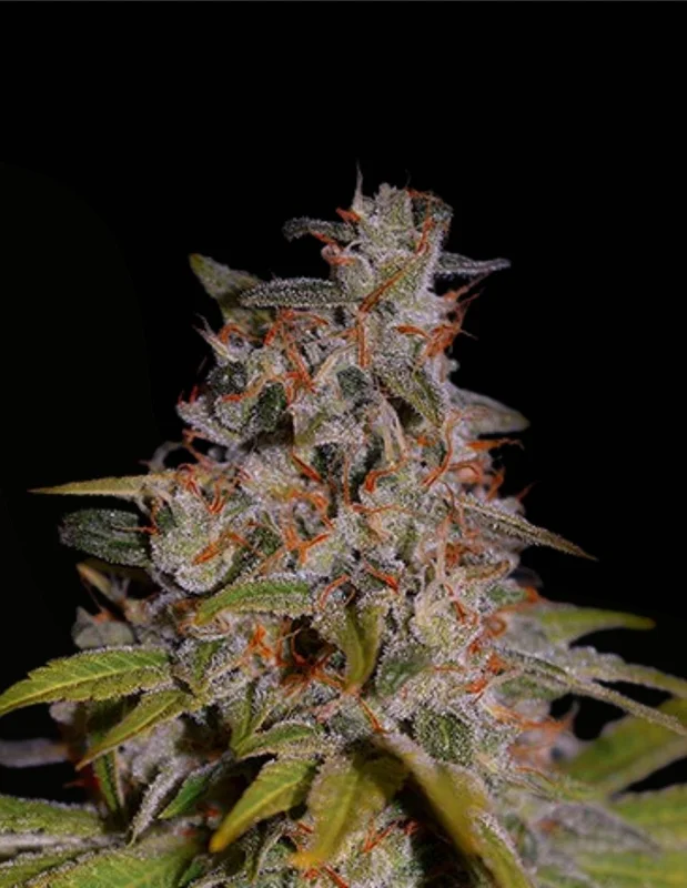 Honey Papaya van G13 Labs