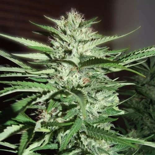 Pineapple Express van G13 Labs