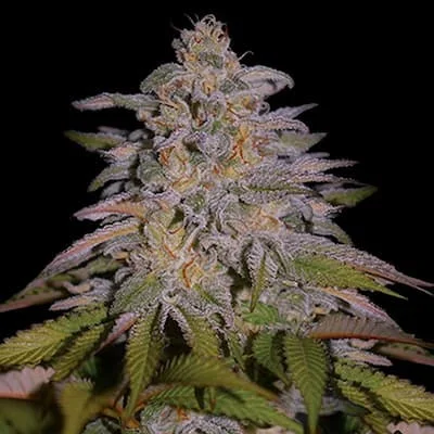 Glazed Gushers van G13 Labs
