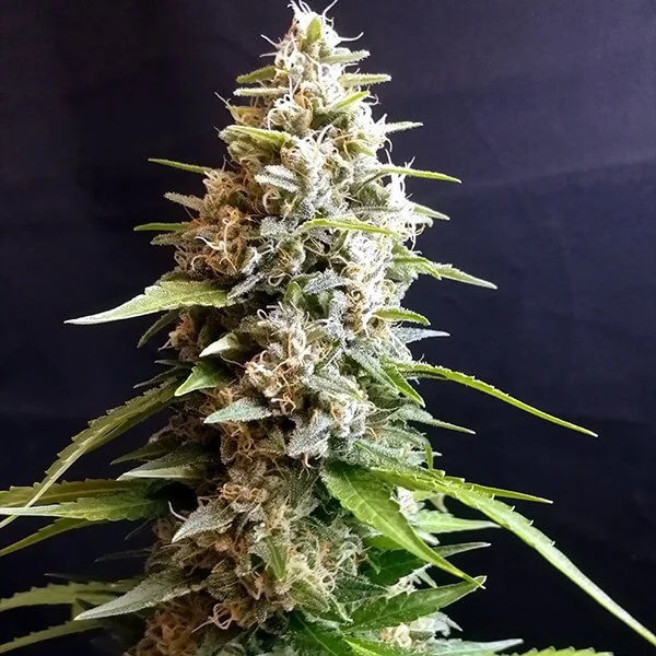 Maltezerz van G13 Labs