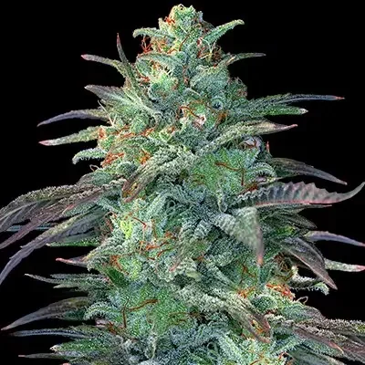Eggnog OG van G13 Labs