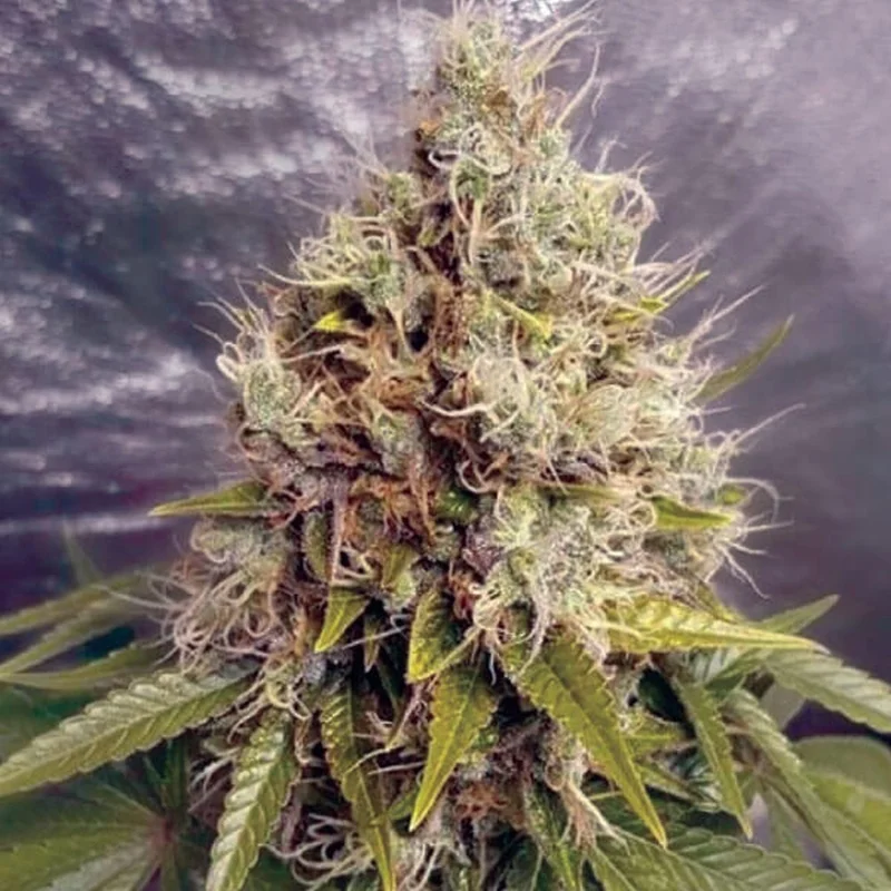 Kush Mass van Garden of Green