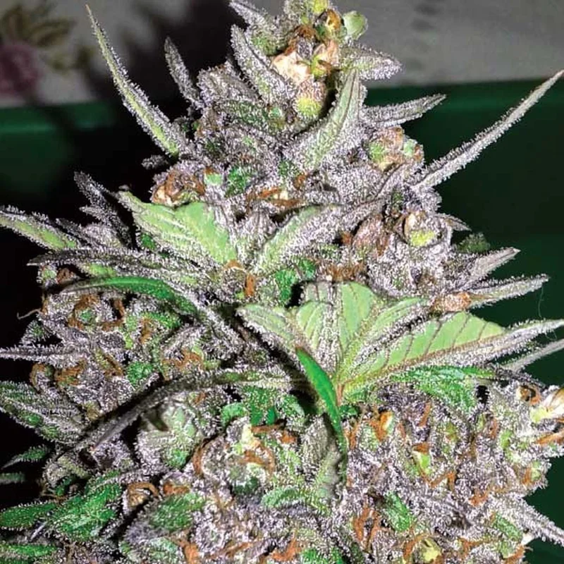 Violet Kush van Garden of Green