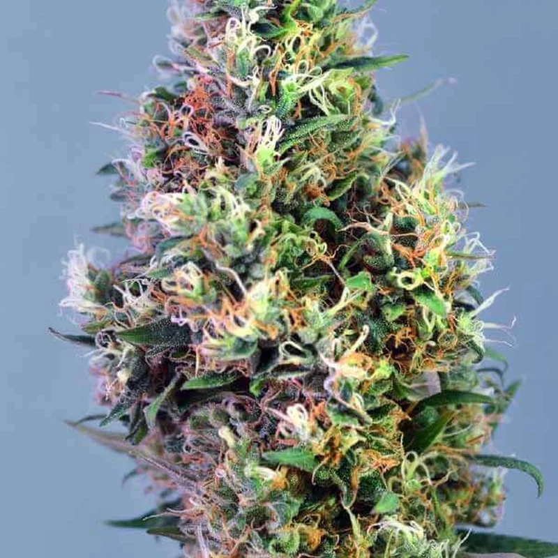 Super Pineapple Haze van Garden of Green