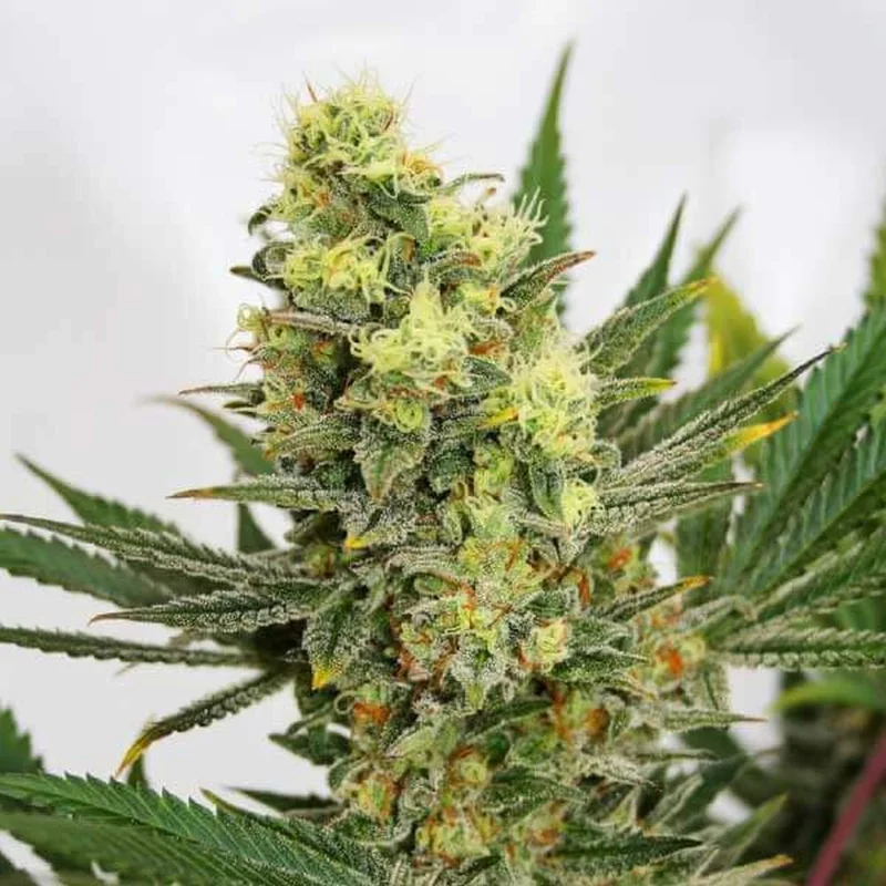Pineapple Amnesia van Garden of Green