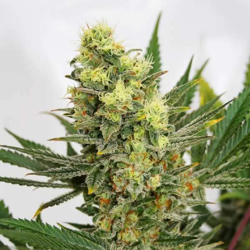 Pineapple Amnesia van Garden of Green