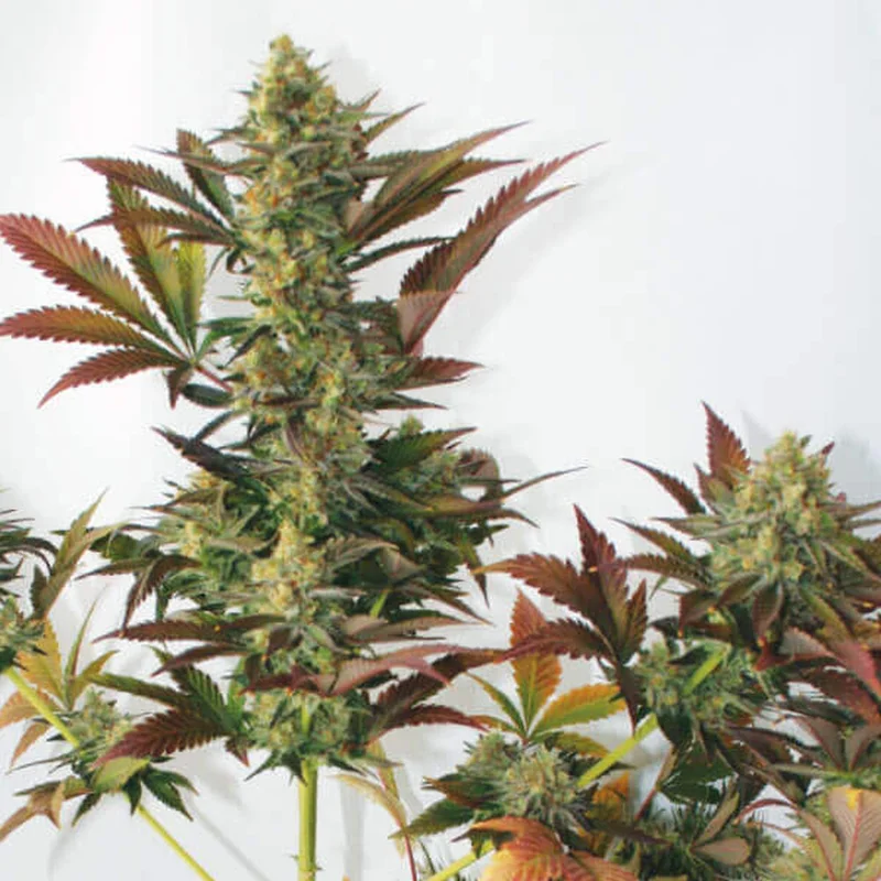 Larry's Lemon OG van Garden of Green