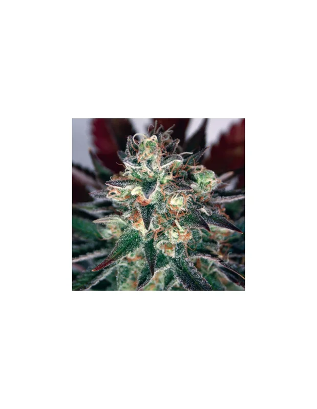Critical Relief CBD van Garden of Green