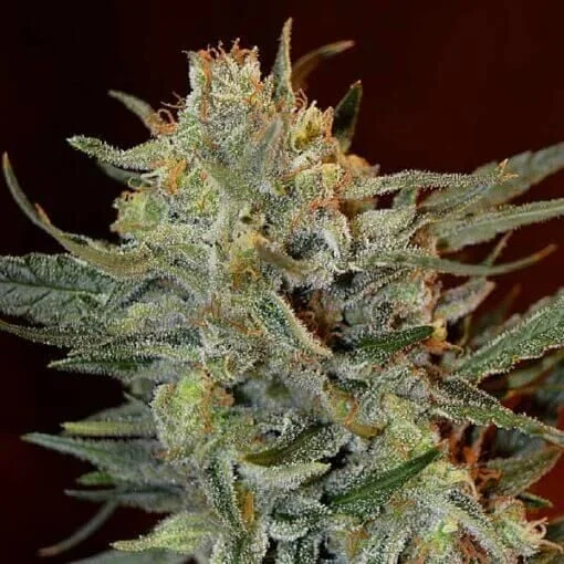 Amnesia Lemon Kush van Garden of Green